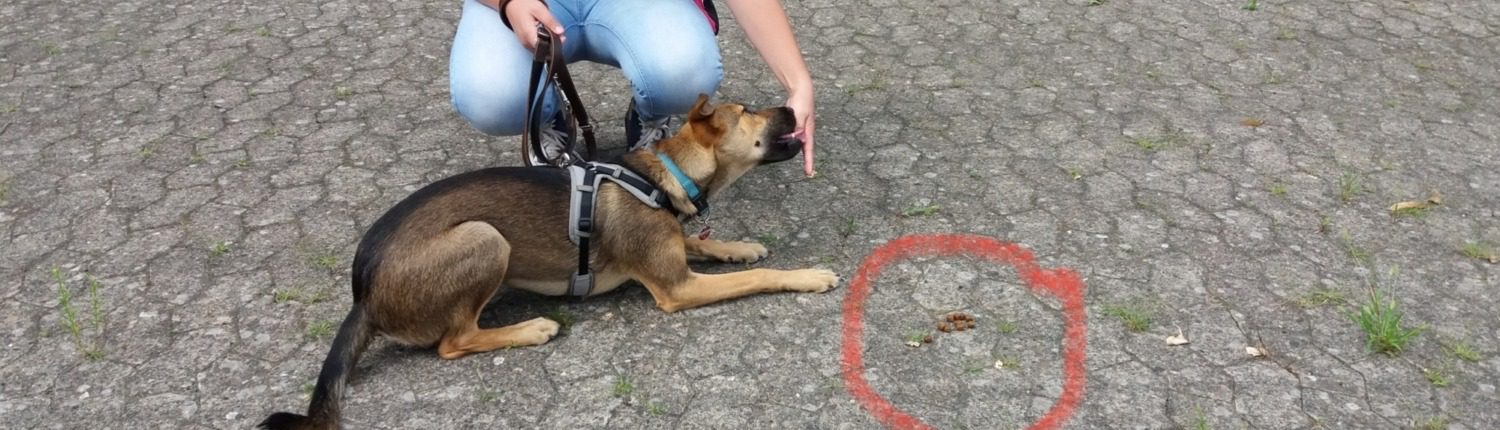 Hundeschule Hundemensch Giftködertraining in Bremen