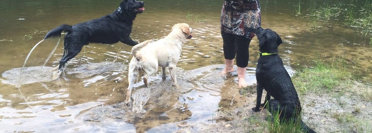 Geruch sogar im Wasser wahrnehmen, Hunde können so gut riechen