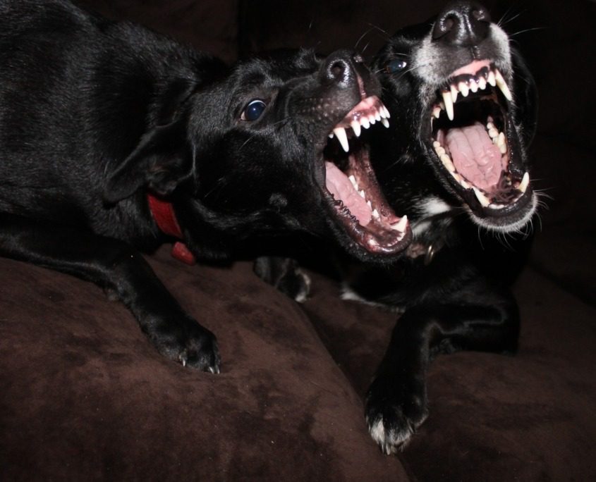 aggressive Hunde trainieren Hundeschule Hundemensch Bremen Symbolbild