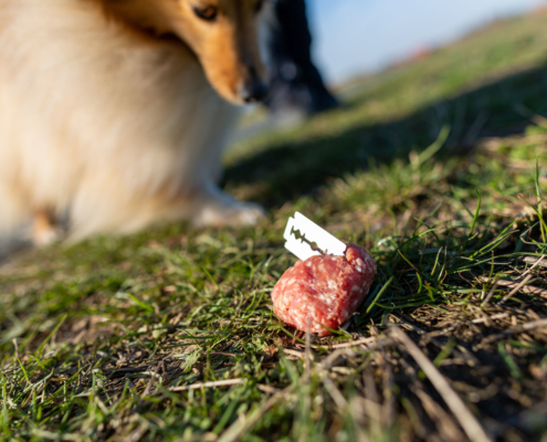Antigiftködertraining Bremen, Hund, Giftköder, Training, Hundeschule, Sinnbild